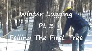 Winter Logging Pt 3: Felling first Tree