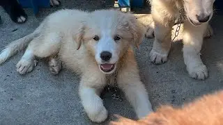 Coltriever- 10 weeks old