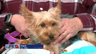 Pet Connection Chanel 1-9-26