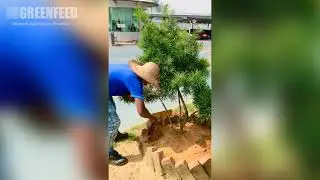 Greenfeed Slow Release Fertilizer application on Yew Pine Tree ( Podocorpus macrophyllus)