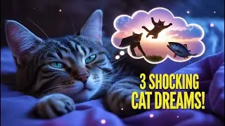 3 Shocking Things CATS Do In Their Dream World- Cats shocking Facts