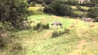 Tame Zebra and Impala -South Africa 