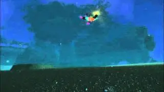 Playing with world of warcraft vanity/companion pet - Tiny Sporebat