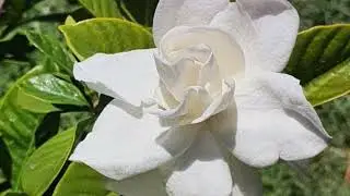 Frost Proof Gardenia  A Gardener's Guide