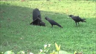Common Crow  Fighting Incident