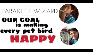 How to make your bird HAPPY