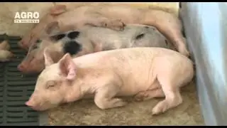 Top 5 rase de porci cu cel mai bun randament la producția de carne