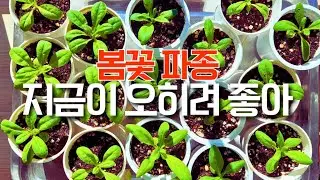실내 파종 이렇게 하면 대성공 | 1월은 실내파종 적기