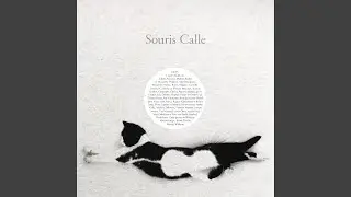 Cool Cat