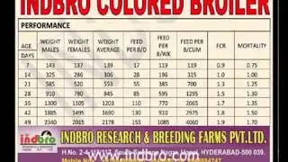 INDBRO COLORED BROILER