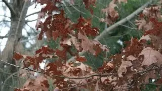 What's Happening to OUR TREES ?  Climate Change is AFFECTING ALL LIFE !