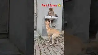 part 2 funny monkey and dog 🤣🤣#viralshort #monkey vs dog