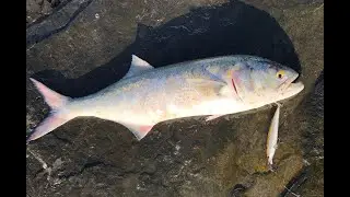 bluefish off jetty