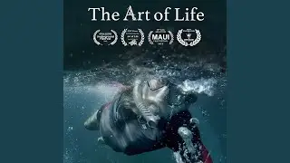 Dolphin Dance/Summary