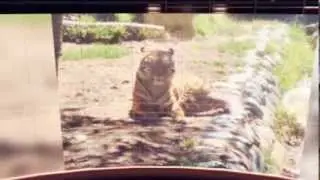 SF Zoo Field Trip