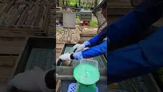 Collection of mixed wild flower honey