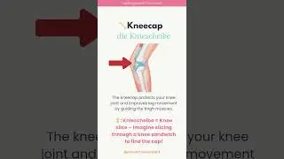 kneecap | die Kniescheibe 📖✨Learn German with Me: Medical Vocabulary #germanmedicalterms