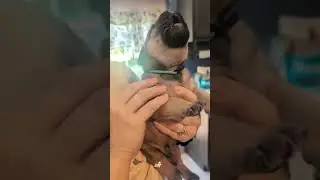 Cute dog howling #funny #pets #funnydog #dog #dogs #usa #fyp