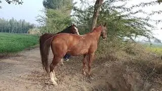 Rich Logon Favourite Horse Breeds🐴🔥 