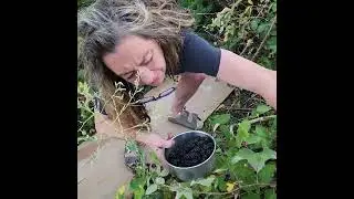Jenny jam