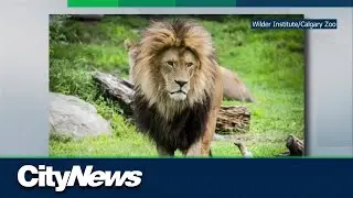 Wilder Institute/Calgary Zoo lion Aslan dies