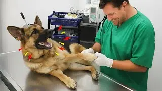 Hilarious Dogs Who Totally Lose It at The Vet 🤣 Funniest Dog Reactions