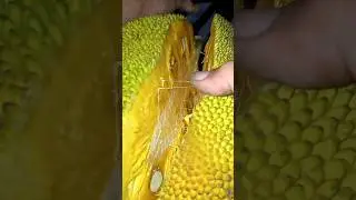 Jackfruit Cutting Short #fruitcutting #viralshort #fruit