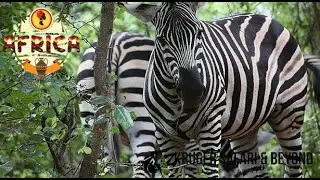 Wildlife In Beautiful Africa! Zebra, Wildebeest And Giraffe! Stunning And Relaxing Footage! #africa