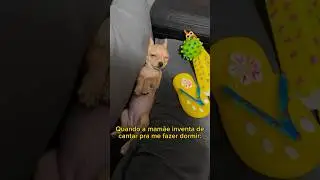 Socorro titias 😅 #pinscher #minipinscher #pinscher0 #pinscherminiatura #pinscherzero #pinschermicro