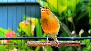 Spectacular Canary Song for 10-Minute Warm-Up HD &ndash; Canary Warm Up 150
