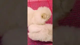 Cute Mini Funniest Animals - Best Of The 2025 Funny Animal Videos #104.2