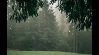 8 Hours of Rain in the Forest 🌧️ Daytime Nature Sounds for Sleep, Relax & Study