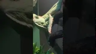 CHAMELEON EXPLODES!!!***(GRAPHIC)***