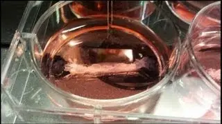 euronews science - In Vitro meat