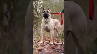Amazing Dog Transformation | ShortsBefore & After Dog Glow Up 🐶🔥