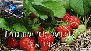 How to Prepare Your Strawberry Beds for a Bumper Season