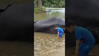 #elephant #elephantbath #bathing #wildlife #cute #wildanimals#kaveri#river #jungle#junglebook#shorts