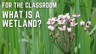 Classroom session: What is a wetland?