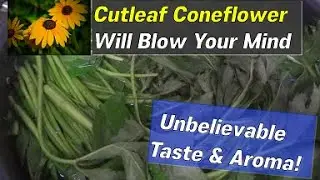 🌱 Cutleaf Coneflower : Surprisingly amazing taste and aroma &mdash; a must-grow plant!
