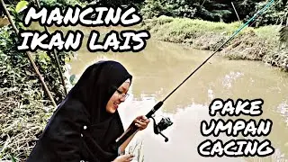 MANCING IKAN LAIS UMPAN CACING || DAPAT BONUS IKAN KOCOLAN