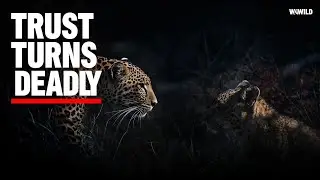 When Trust Turns Deadly &ndash; Jungle Secrets | Last episode | #WAWILD