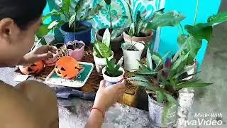 🎃Plant Pot idea for Plantitas this Halloween 🎃