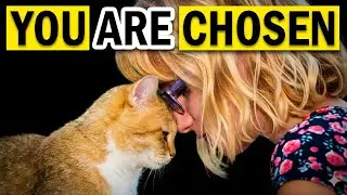 Your Cat Breaking These 5 Biology Rules Means You&rsquo;re Chosen