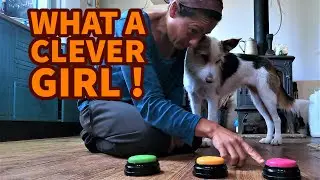 Training my dog to use the talking buttons -Dog pushing buttons- Day 2