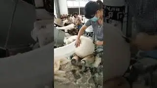 175 7841 17suppli71 How its made  #LearnOnTikTok #girlsatwork #chinati