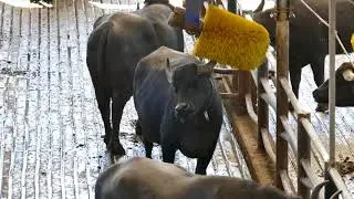 Buffalo Wellness
