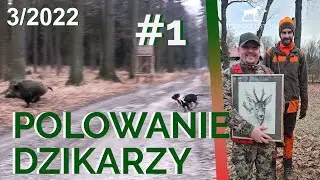 SUDECKA OSTOJA 3/2022 Polowanie na dziki. Driven hunt. Hunting in Poland. Wild jagen. Wildboars Hunt