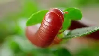 Exploring the Micro World of Millipedes