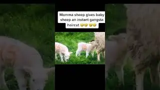 Sheep haircut😂