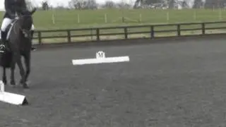 Masterpiece BRC area 5 qualifier Novice 34